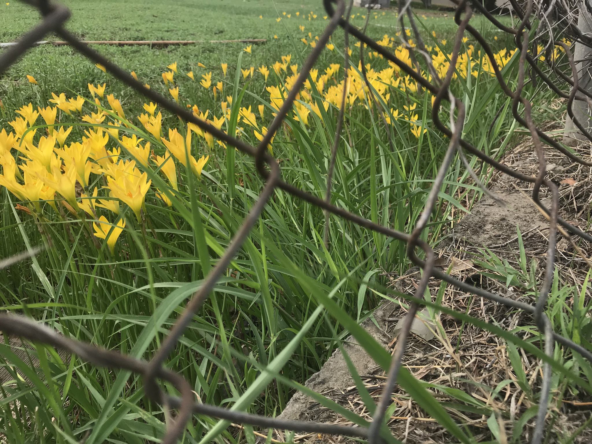 Zephyranthes citrina